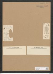 Nitzschia panduriformis var. delicatula Grun. (de-Toni-Nr.: Genus 47, Species 2012) Zeichnungen Sammlung Grunow Nr. 3978 (NHMW-BOT-W0371753)
